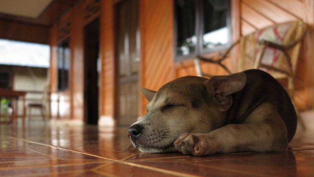 Sisi Lain dari Solo: Maraknya Perdagangan Daging Anjing