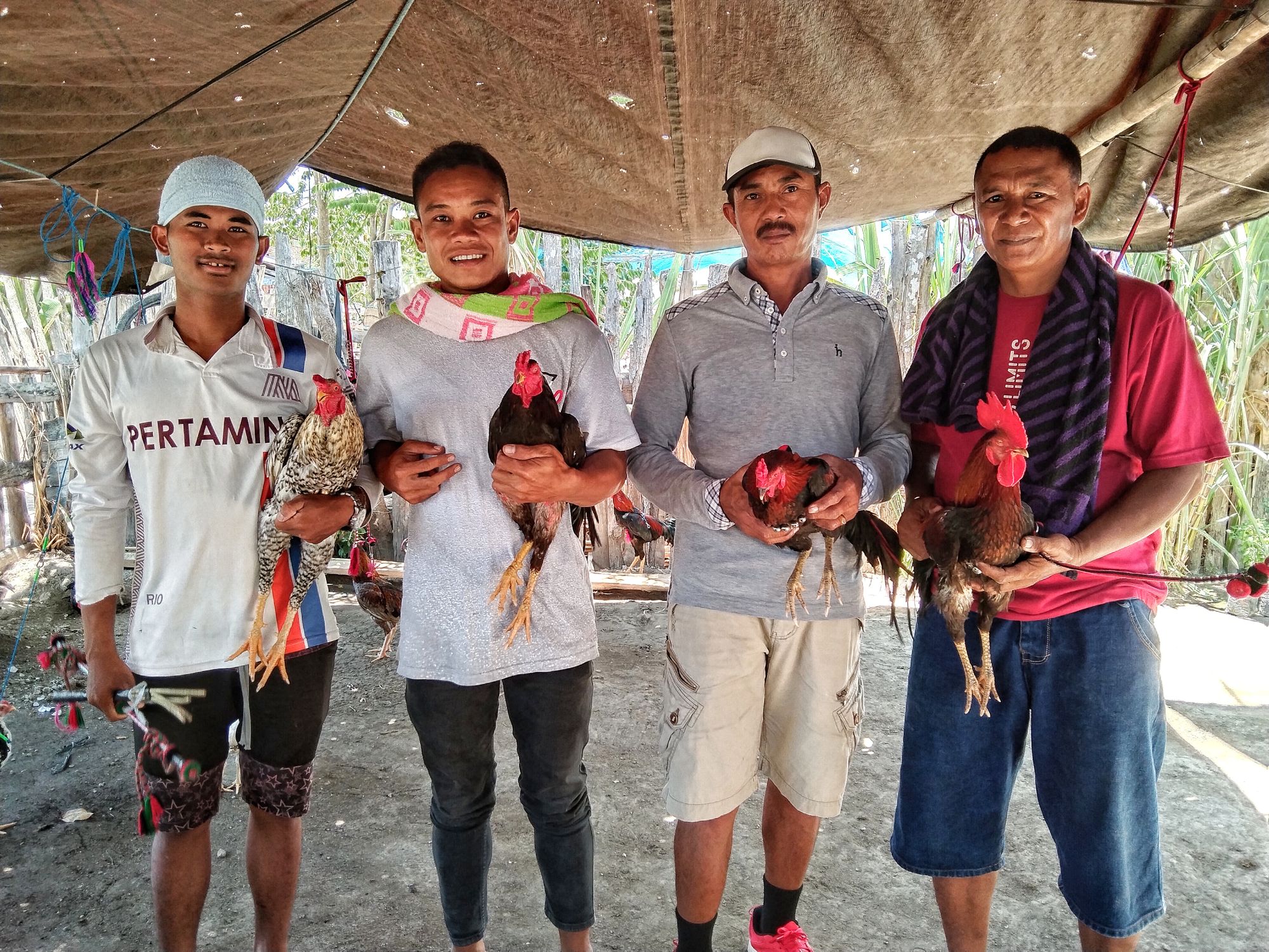 Tradisi Barapan Ayam Etnis Samawa Nusa Tenggara Barat